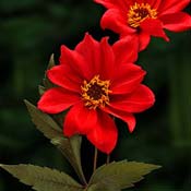 dahlia