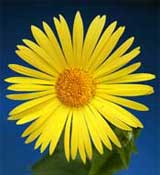 dorinicum yellow