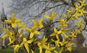 forsythia-branch
