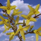 forsythia-branch