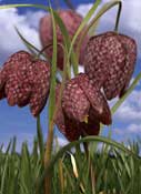 fritillary