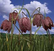 fritillary