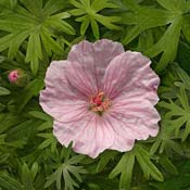 geranium-pink