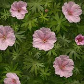 geranium-pink