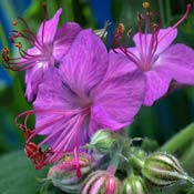 geranium-purple