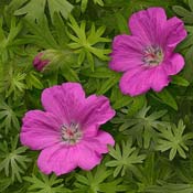geranium-sanguineum
