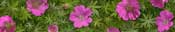 geranium-sanguineum