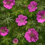 geranium-sanguineum