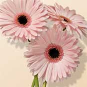 gerberas