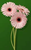 gerberas