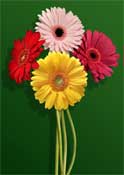 gerbera