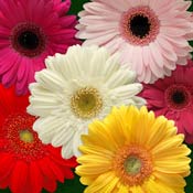 gerbera