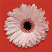 gerbera