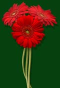 gerbera-red