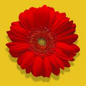 gerbera