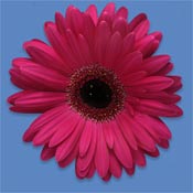 gerbera
