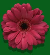 gerbera