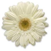 gerbera