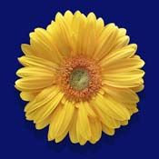 gerbera-yellow