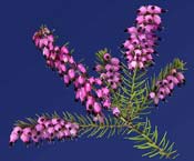 heather-pink