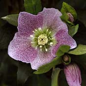 hellebore-pink 