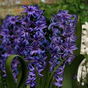hyacinth-blue