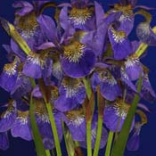 iris