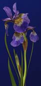 iris