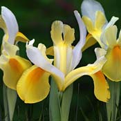 iris-bouquet