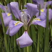iris purple