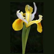 iris-yellow