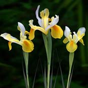 irises