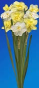 jonquil