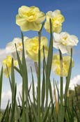 jonquil