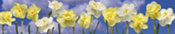 jonquil