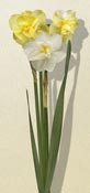 jonquil
