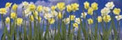 jonquil