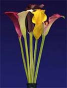 lily calla