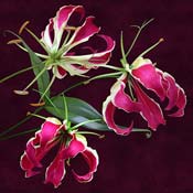 lilies-flame-gloriosa