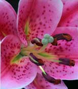 lily