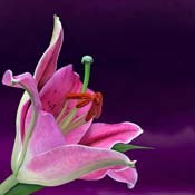 lily pink
