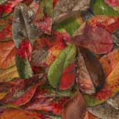 mahonia leaves
