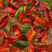 mahonia leaves