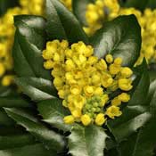 mahonia yellow