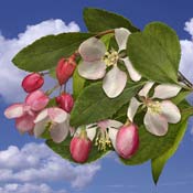 malus-tree