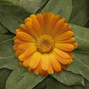 marygold orange