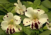 mimulus