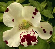 mimulus