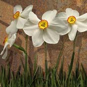 narcissus white