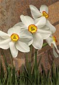 narcissus-poeticus